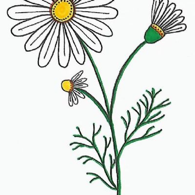 chamomile